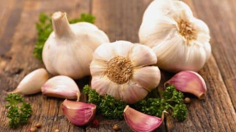 Recipes with garlic